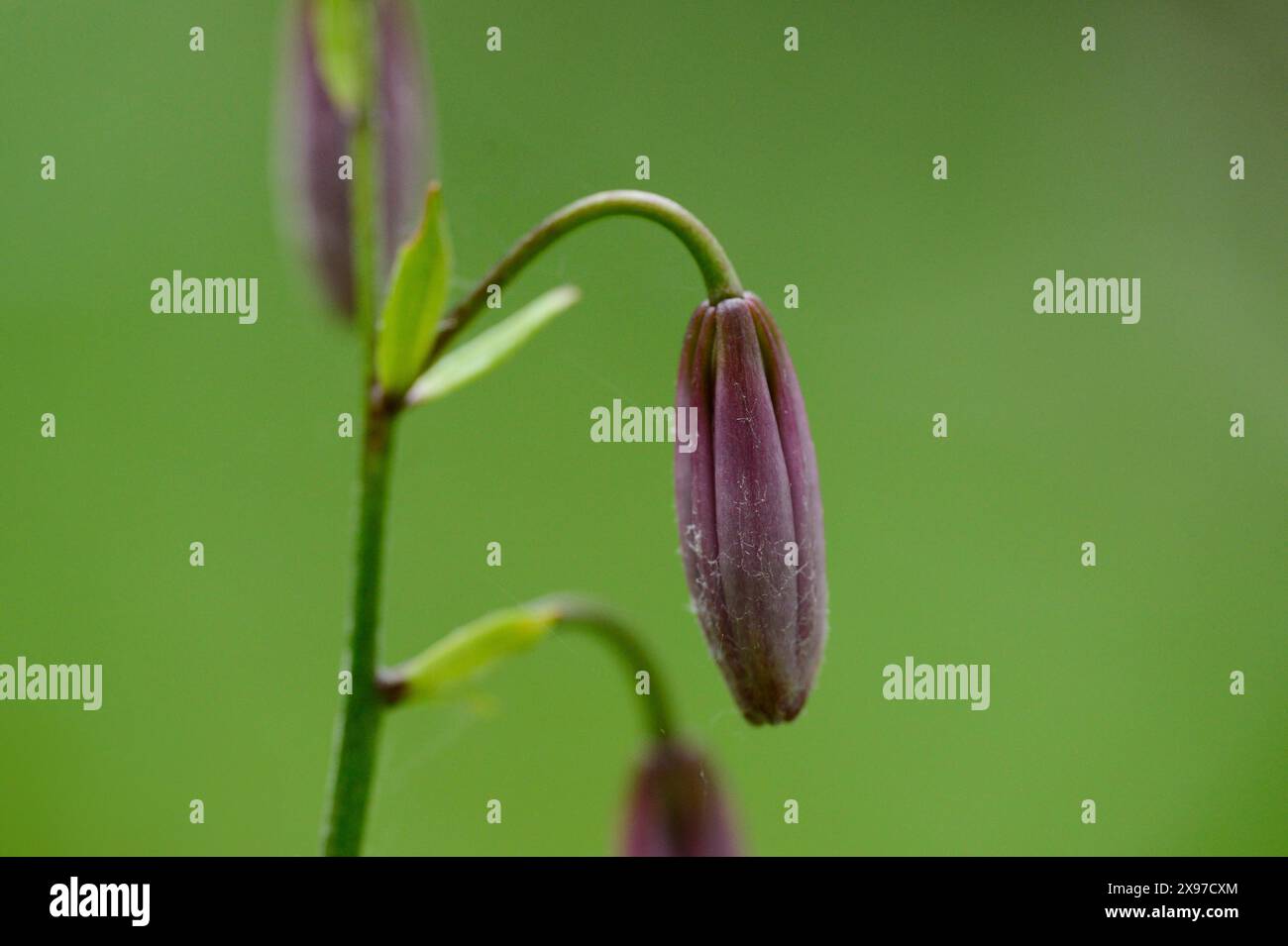 Gros plan d'un Martagon ou d'un lis de la casquette turque (Lilium martagon) dans une forêt au printemps Banque D'Images