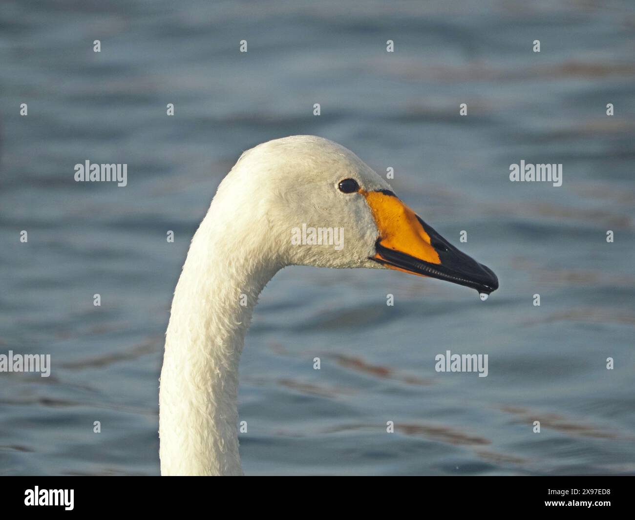 Portrait détaillé du cou et de la tête du cygne de Whooper (Cygnus cygnus), également connu sous le nom de cygne commun, migrant d'hiver régulier vers la RSPB Caerlaverock, Écosse, Royaume-Uni Banque D'Images