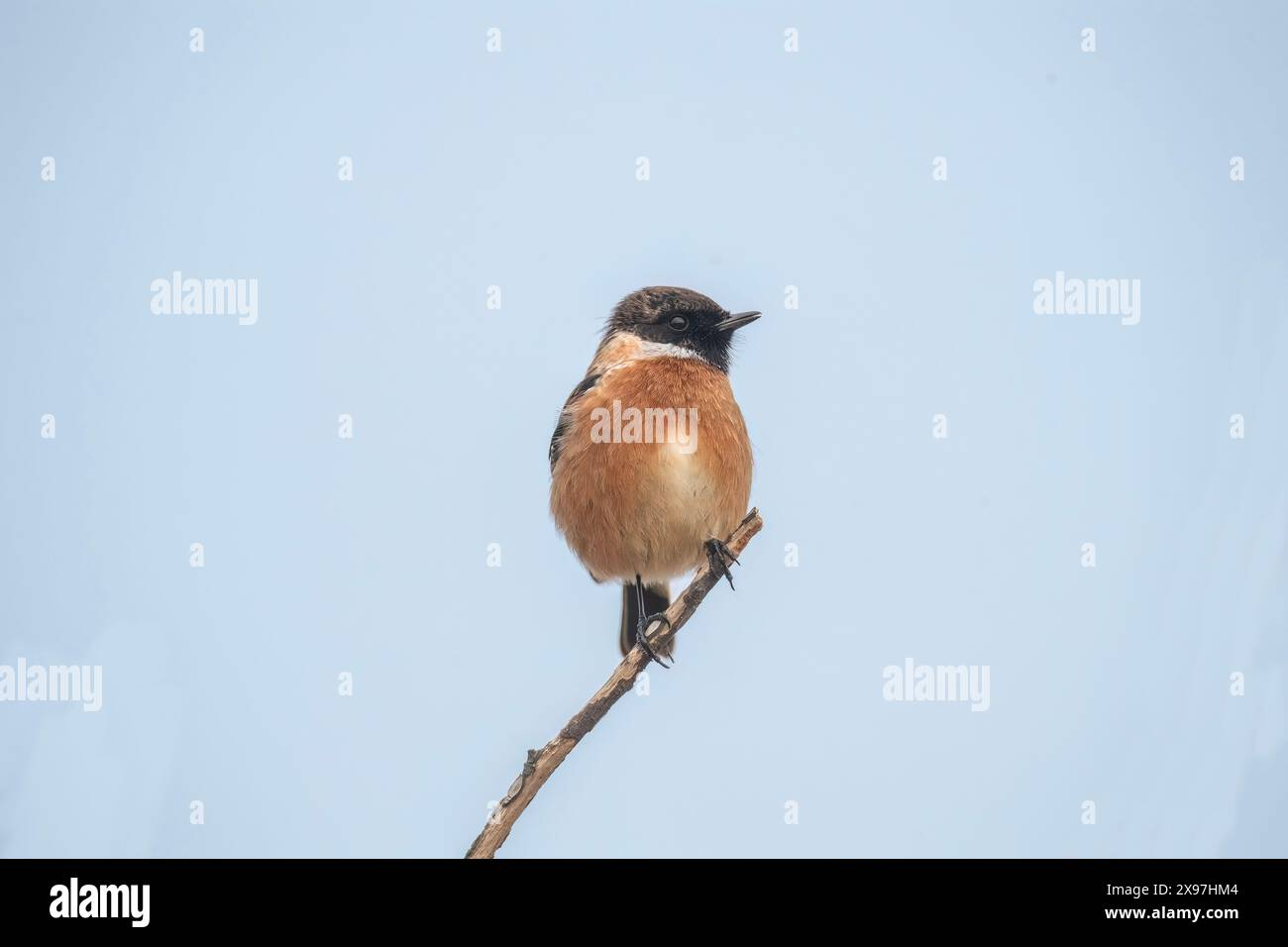 stonechat, saxicola rubicola, perché sur une branche au royaume-uni Banque D'Images