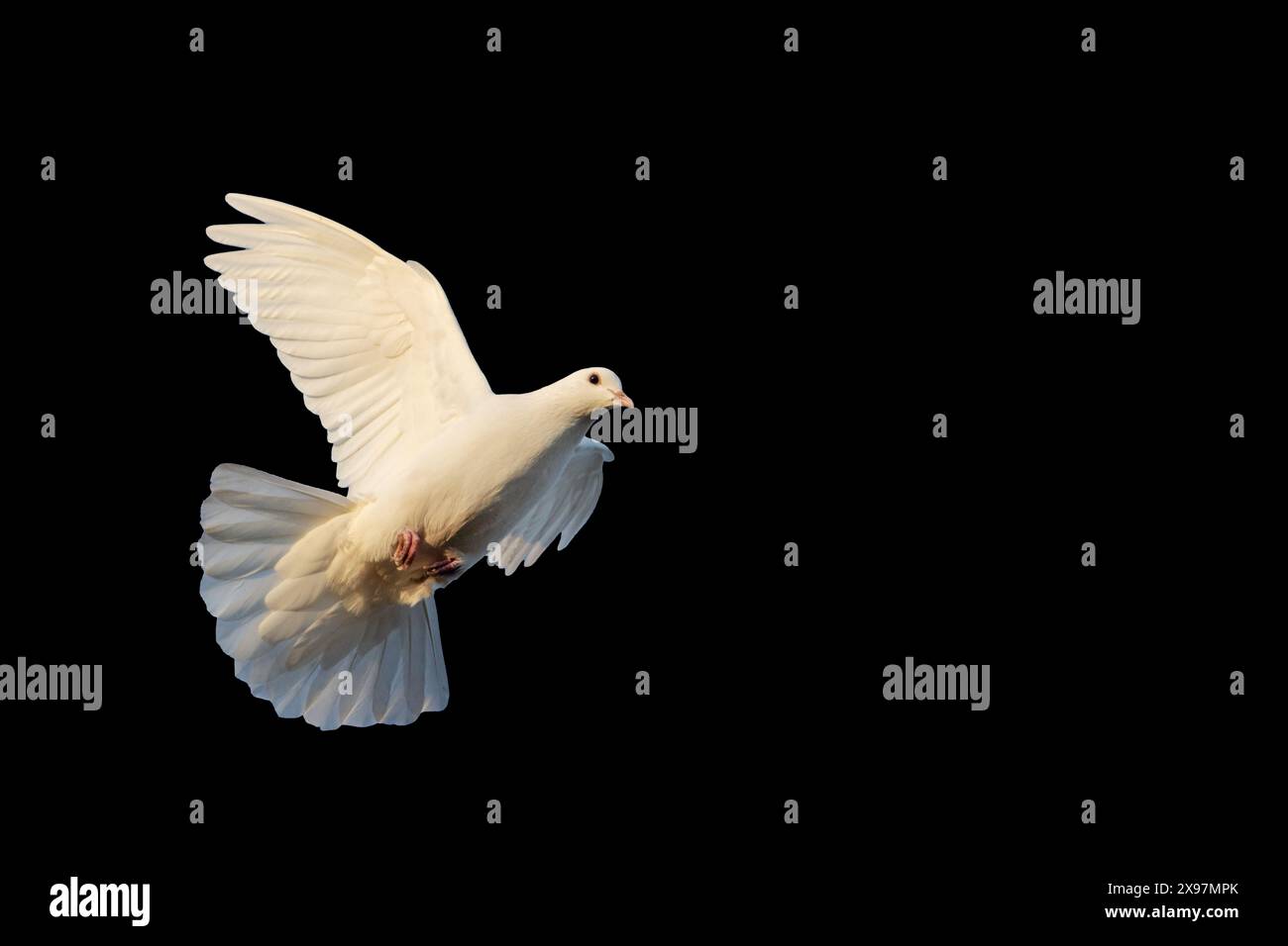 oiseau de paix, colombe blanche en vol isolé sur fond noir Banque D'Images