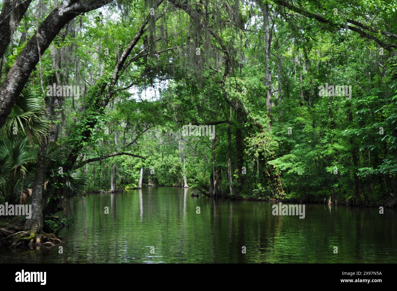 Voile dans le canal du lac Dora avec des chênes et des cyprès avec de la mousse espagnole surplombant l'eau réfléchissante lors d'une journée ensoleillée dans la vieille Floride naturelle Banque D'Images