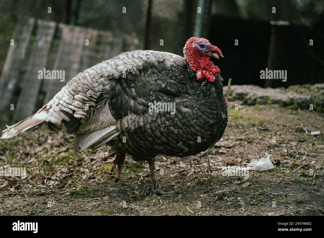 Dinde mâle en plumage complet. Les pâturages cultivent la dinde dans une ferme. Une dinde vivante dans une cour de ferme. Portrait une dinde Banque D'Images