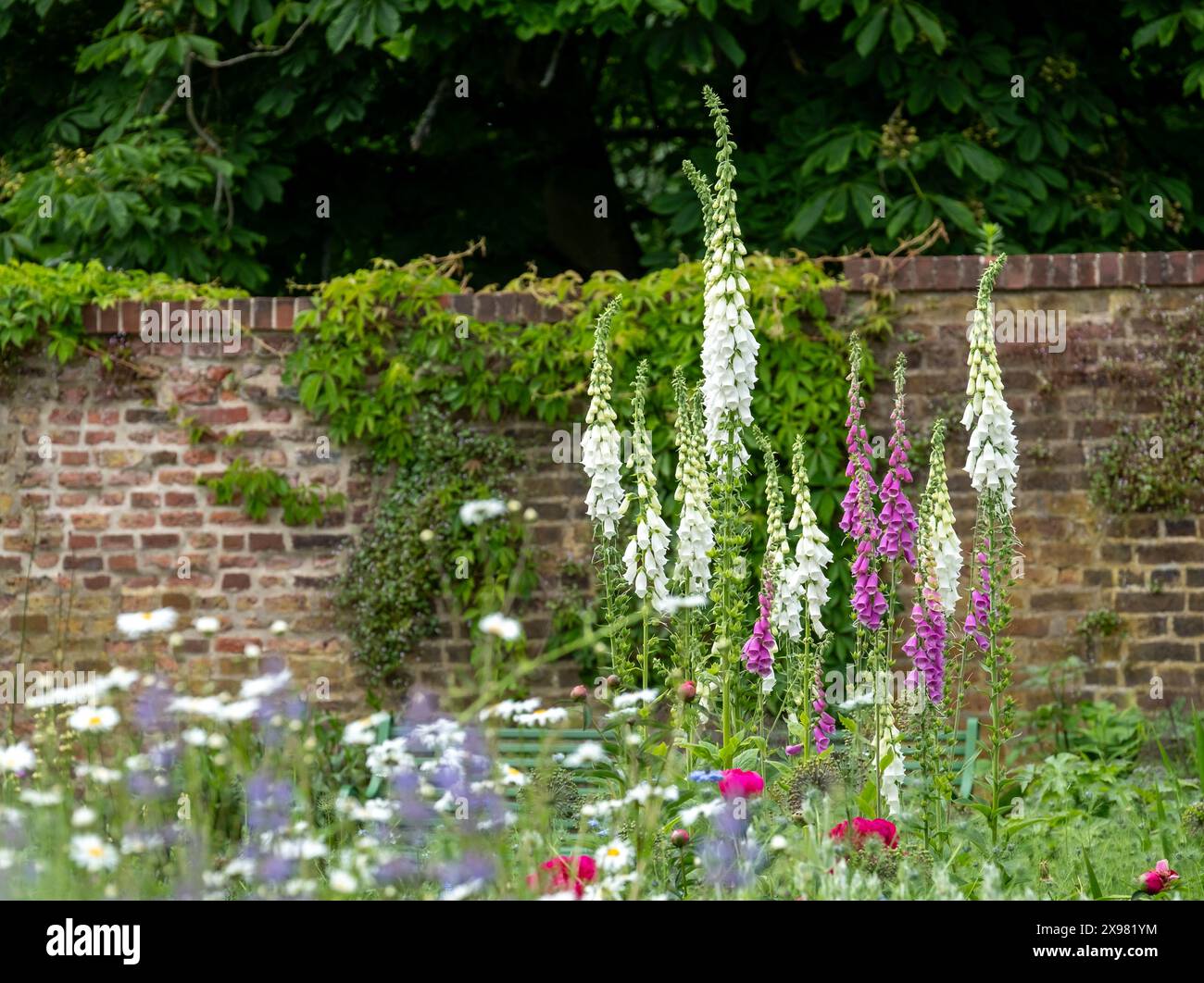 Foxgants poussant en mai dans Eastcote House Gardens, jardin clos historique à Londres, Royaume-Uni. Jardin est planté dans un schéma de style naturaliste. Banque D'Images