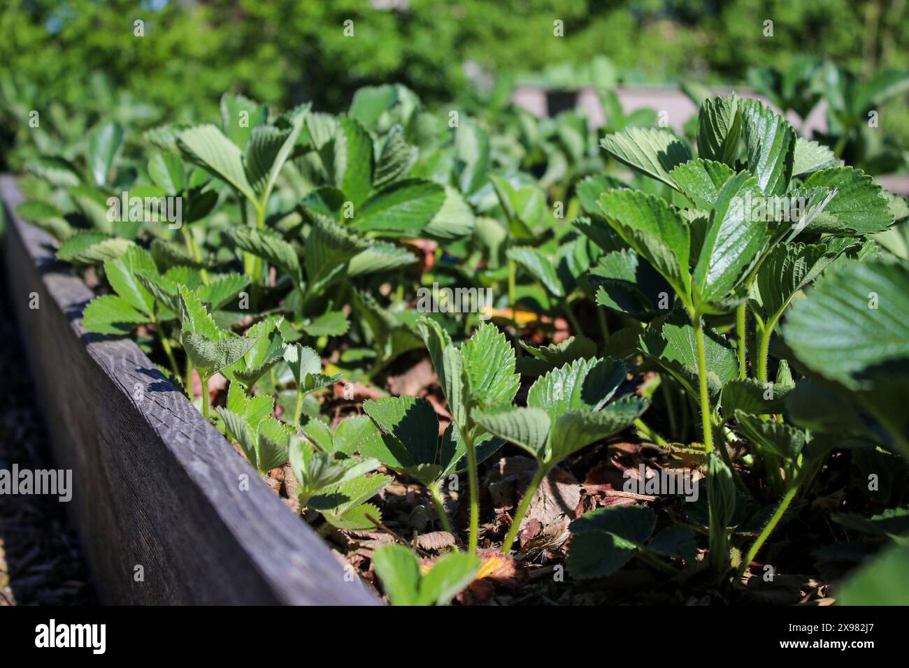 Jeunes plants de fraises poussant dans un lit dans le jardin Banque D'Images
