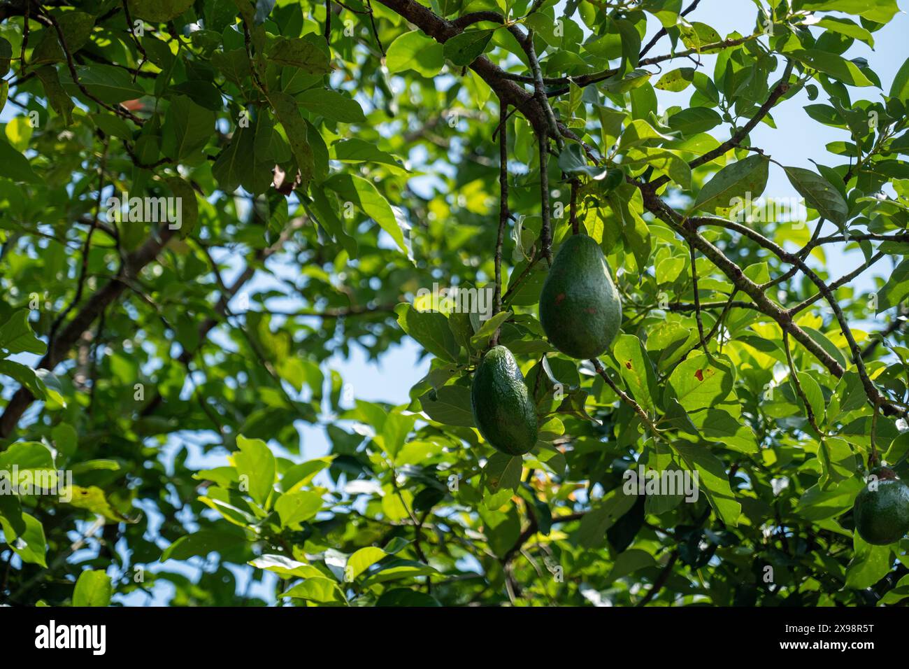 Gros avocats poussant sur un arbre Banque D'Images