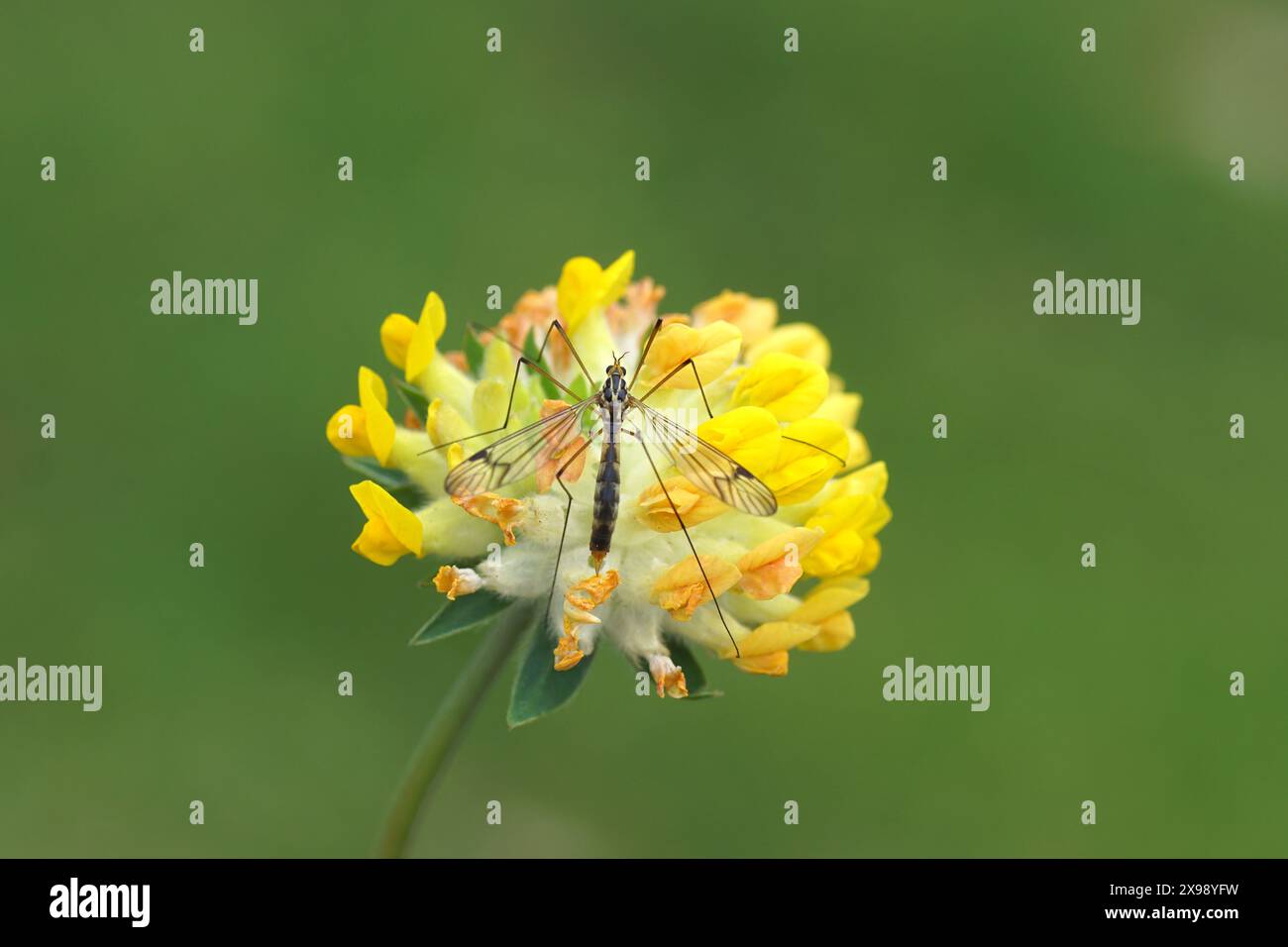 Mouche femelle de grue Nephrotoma quadrifaria sur les fleurs jaunes de Anthyllis Vulneraria, kidneyvetch commun, vesce de rein, millepertuis. Famille Fabaceae Spring Banque D'Images