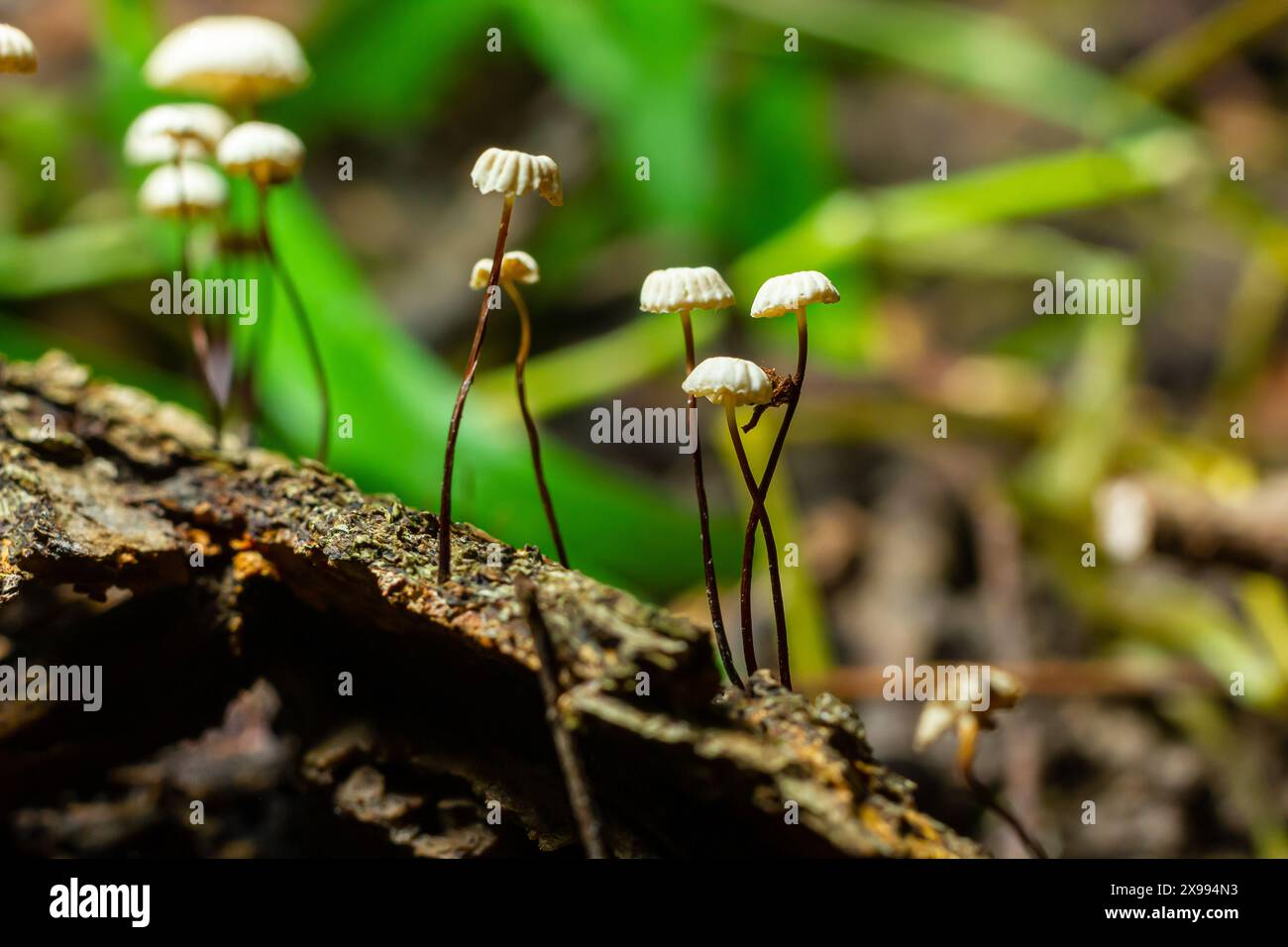 Marasmius rotula, appelé le champignon de la roue à épingle, le marasmius de la roue à épingle, la petite roue, le parachute à collier, ou le champignon de crin de cheval. Banque D'Images