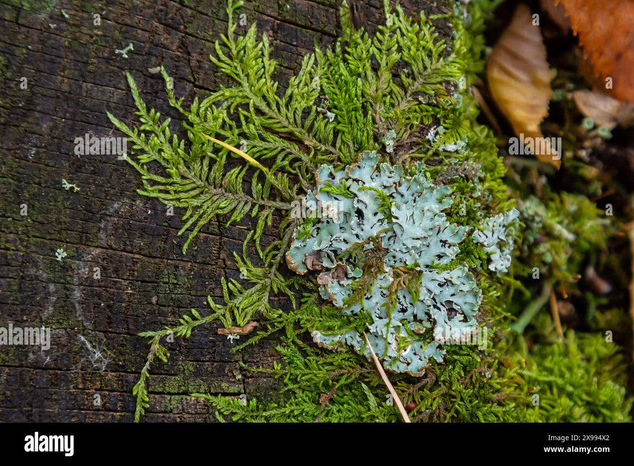 Un gros plan de lichen Hypogymnia physodes sur une vieille branche d'arbre. Banque D'Images