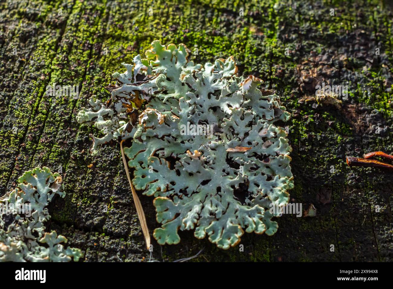 Un gros plan de lichen Hypogymnia physodes sur une vieille branche d'arbre. Banque D'Images