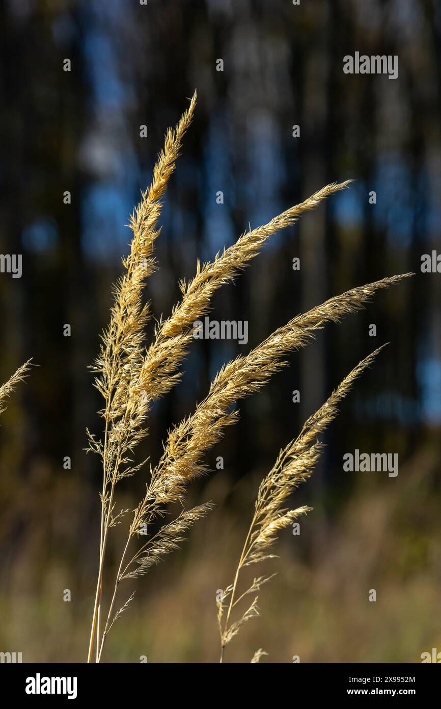 Inflorescence du bois petit roseau Calamagrostis épigejos sur un pré. Banque D'Images
