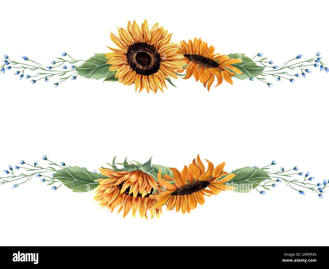 Cadre horizontal avec tournesols et plantes de prairie sauvages. Fleurs bleues, jaune orangé. Bouquet floral d'été. Espace vide pour le texte. Banque D'Images