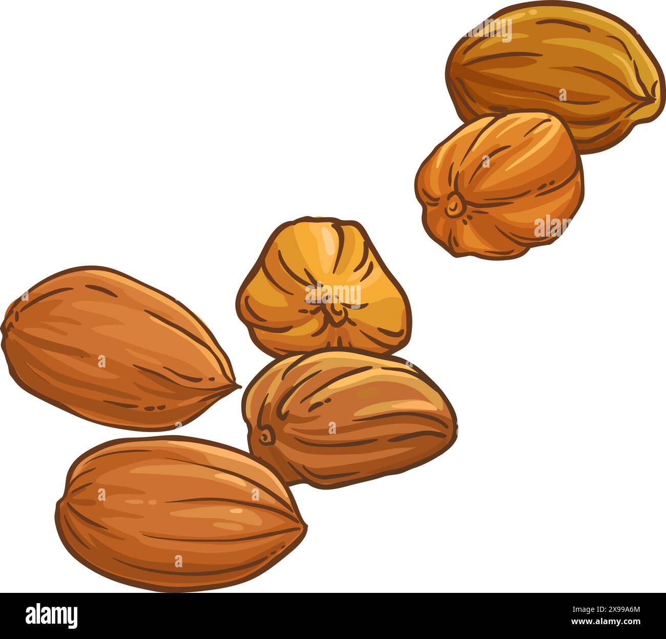 Jojoba Nuts colorés illustration détaillée. Illustration de Vecteur