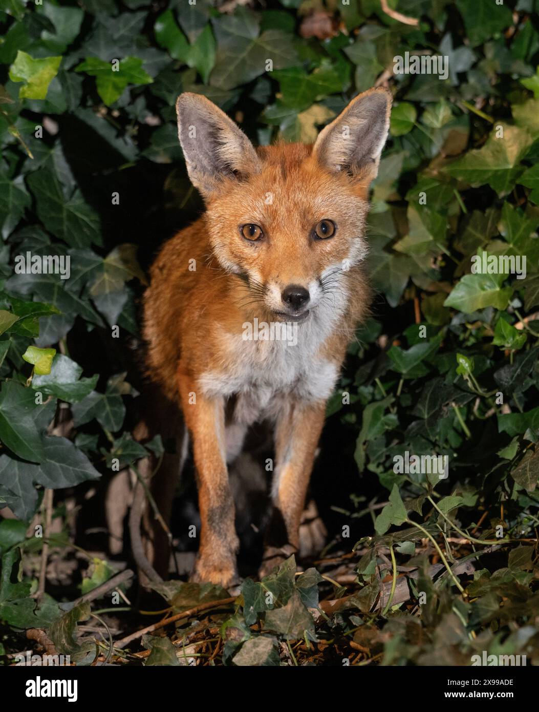 Renard rouge, Vulpes vulpes, debout à l'entrée de la tanière dans le jardin la nuit, Londres, Royaume-Uni Banque D'Images