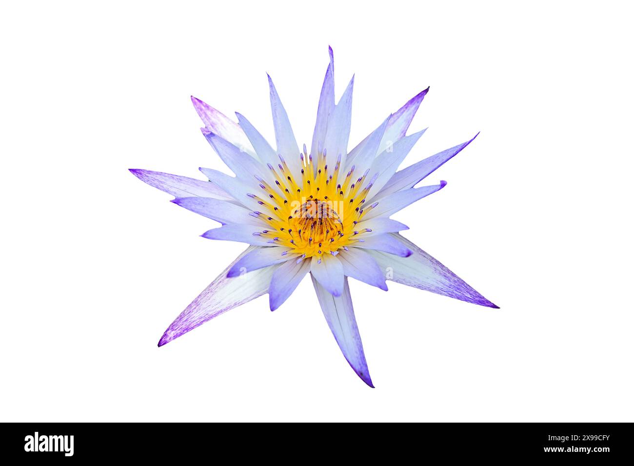 Une fleur de nymphaea nouchali 'Bua Phan' aux pétales bleu clair, isolée sur fond blanc Banque D'Images