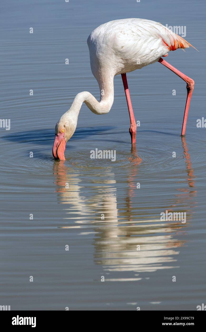 Flamant rose Banque D'Images