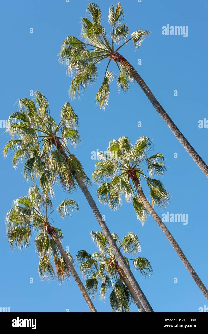 Regardant vers le haut des palmiers imposants avec de longs troncs minces et de grandes frondes évasées sur un ciel bleu clair, des arbres majestueux alignant la route Banque D'Images