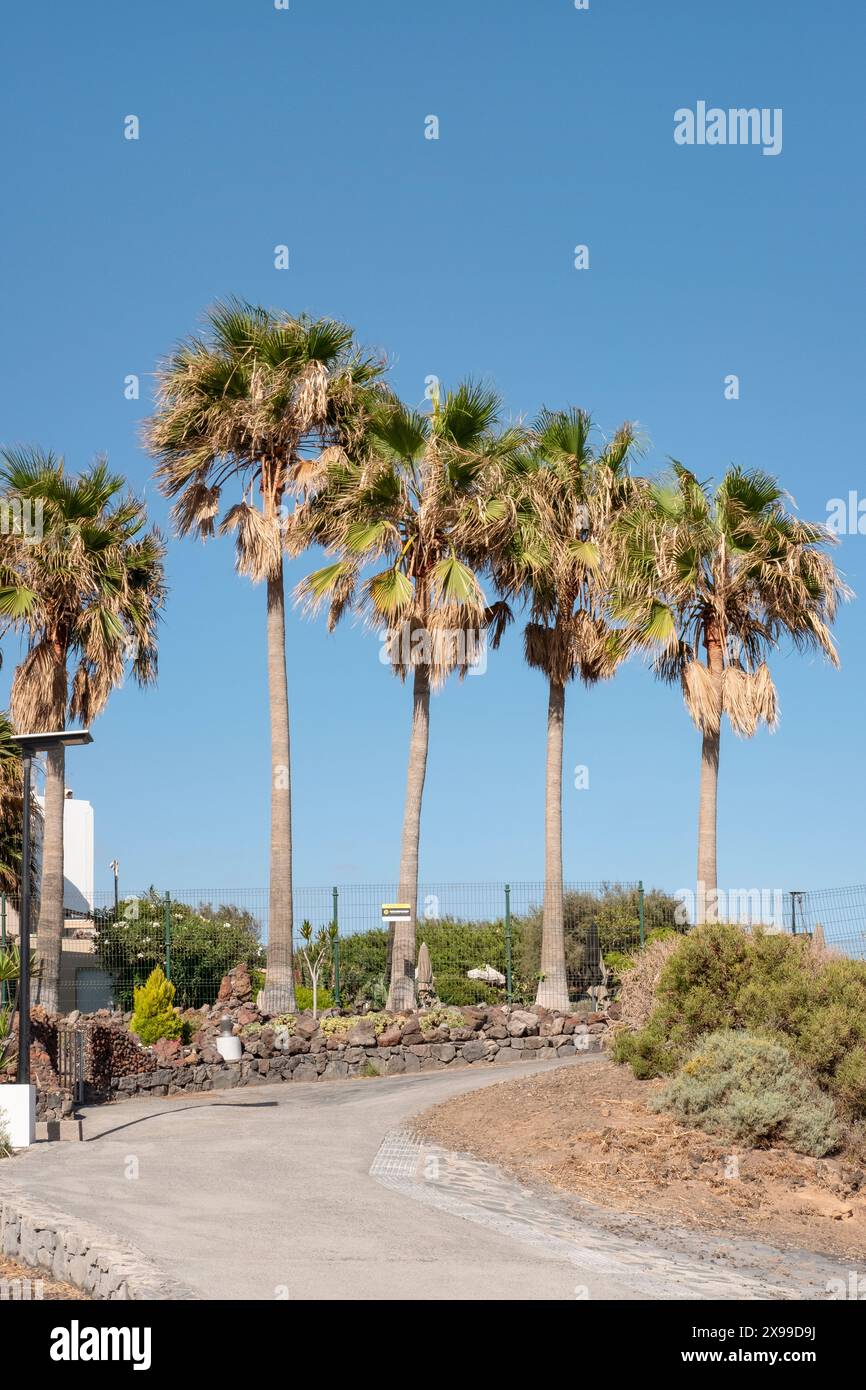 Sentier côtier avec des palmiers et des maisons résidentielles reliant plusieurs stations de golf d'Amarilla Golf, Golf del sur, San Blas à Los Abrigos Banque D'Images