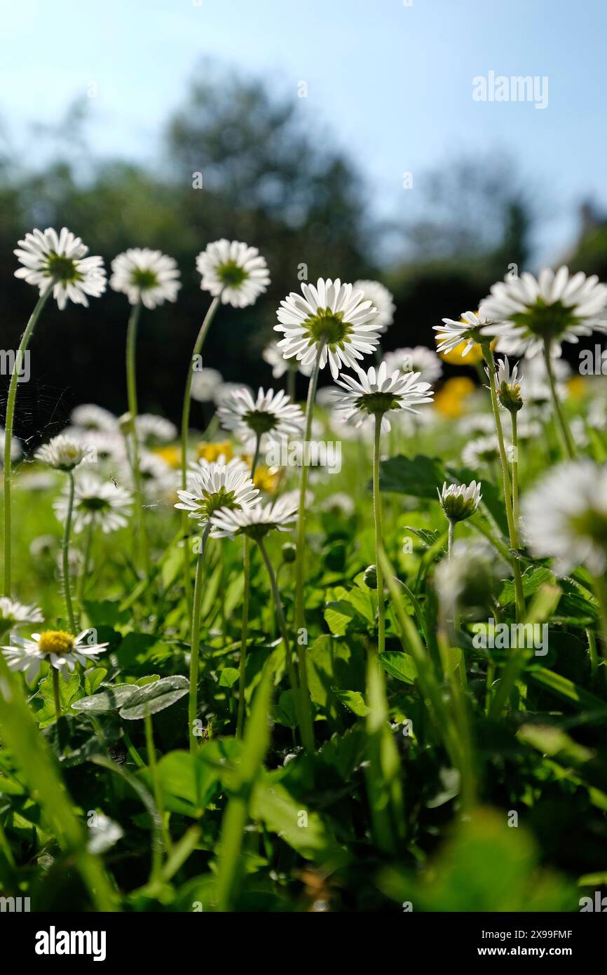 vue en bas angle des marguerites dans le jardin de cottage anglais, devon, angleterre Banque D'Images