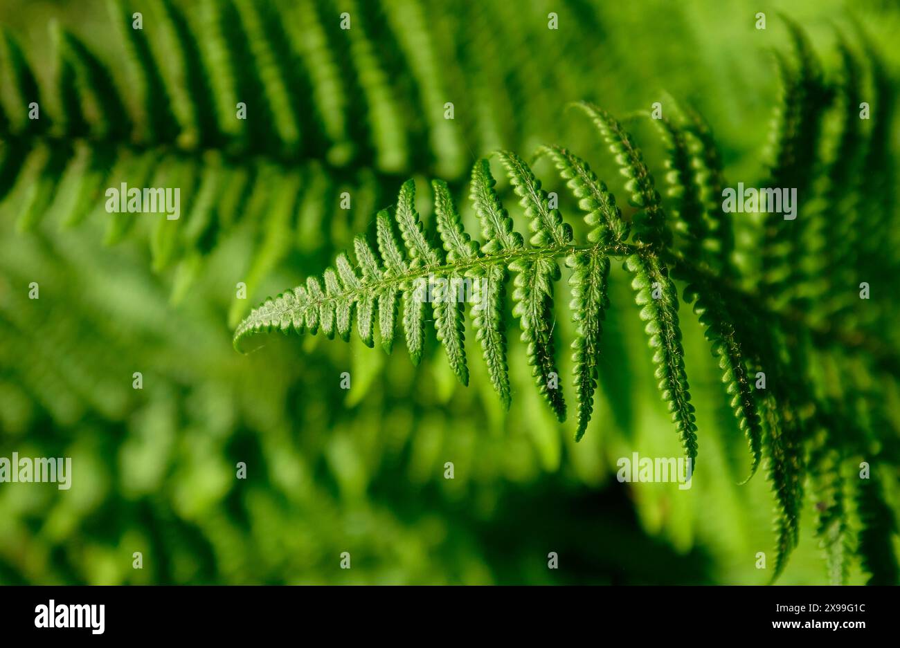 gros plan de frondes de fougères vertes dans un jardin anglais, norfolk, angleterre Banque D'Images