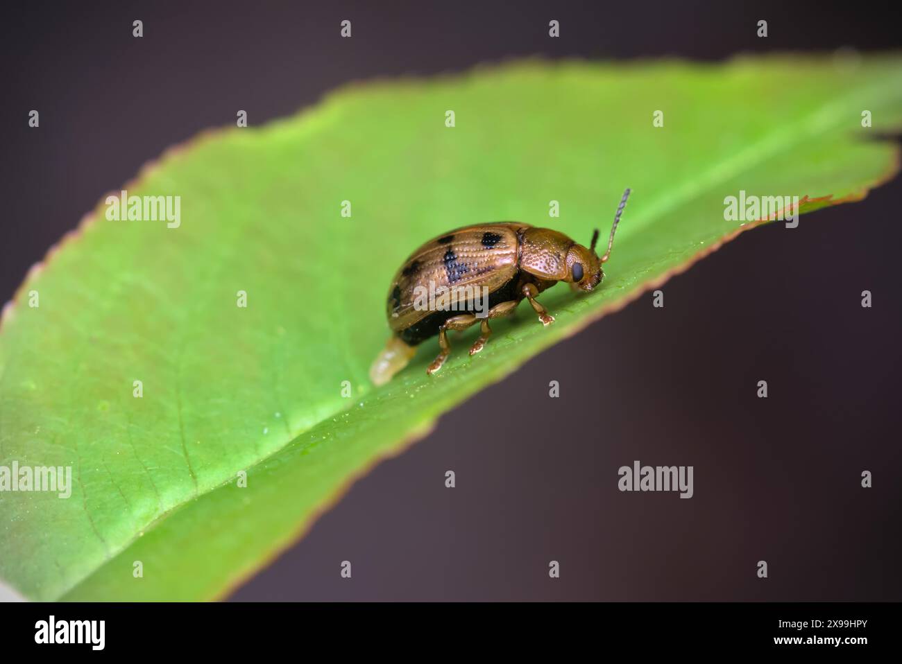 Gros plan d'un seul coléoptère des feuilles (Gonioctena sp.) Pondre des oeufs ovovivipares) sur la feuille sur laquelle il est assis, macro photographie, insectes, nature Banque D'Images