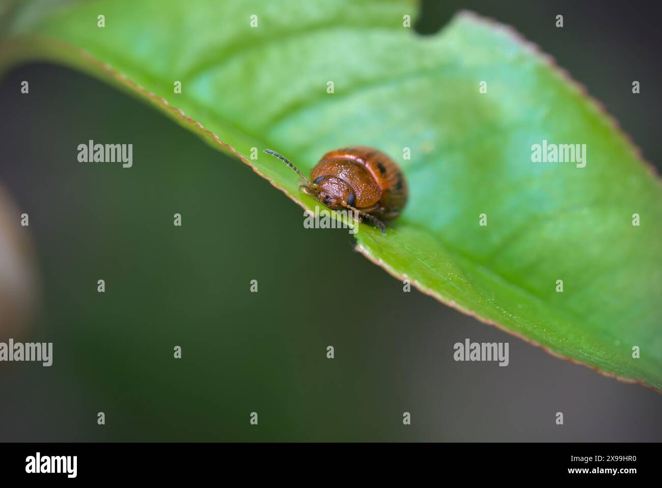 Gros plan d'un seul coléoptère des feuilles (Gonioctena sp.) manger à partir de la feuille sur laquelle il est debout, macro photographie, insectes, nature, biodiversité Banque D'Images