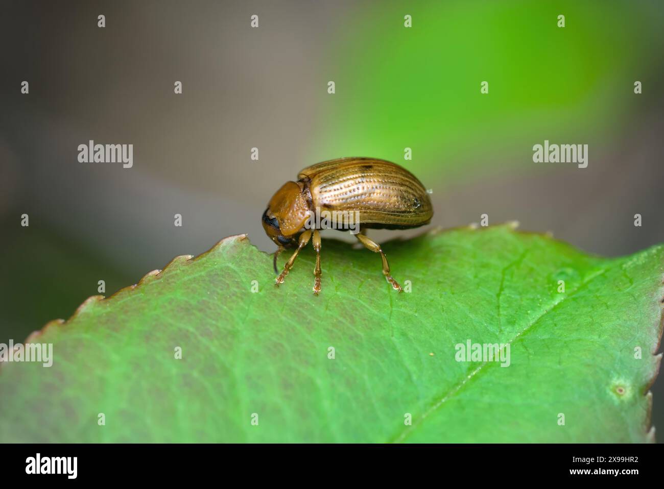 Gros plan d'un seul coléoptère des feuilles (Gonioctena sp.) manger à partir de la feuille sur laquelle il est debout, macro photographie, insectes, nature, biodiversité Banque D'Images