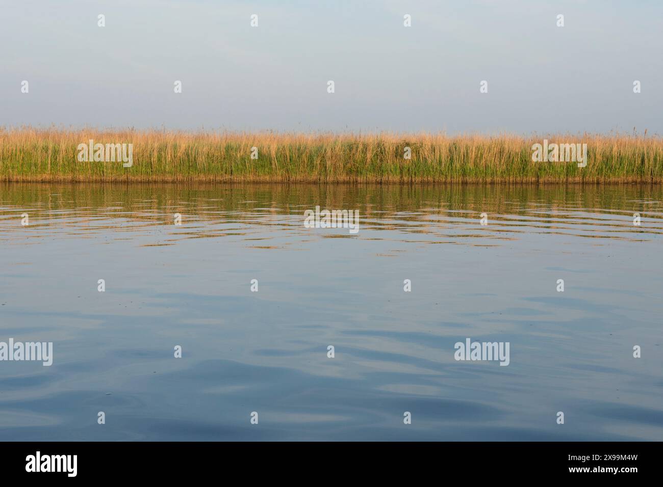 Panorama graphique des roseaux communs et de leur reflet dans une ligne séparant un ciel bleu et l'eau de la rivière Bure, Norfolk Broads, Royaume-Uni, mai Banque D'Images