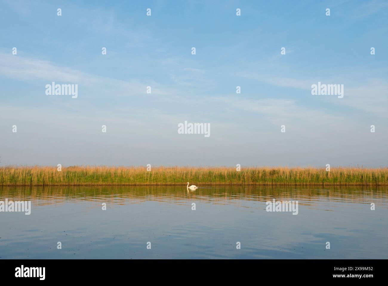 Vue panoramique d'un cygne nageant devant une large bande de roseaux sur la rivière Bure avec des reflets Banque D'Images