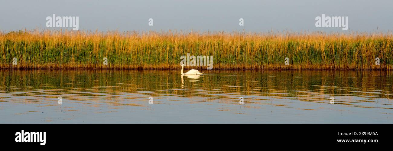 Vue panoramique d'un cygne nageant devant une large bande de roseaux sur la rivière Bure avec des reflets Banque D'Images