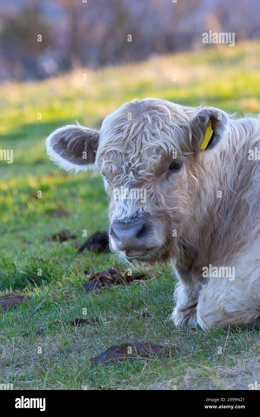 portrait d'un veau galloway sur prairie naturelle Banque D'Images