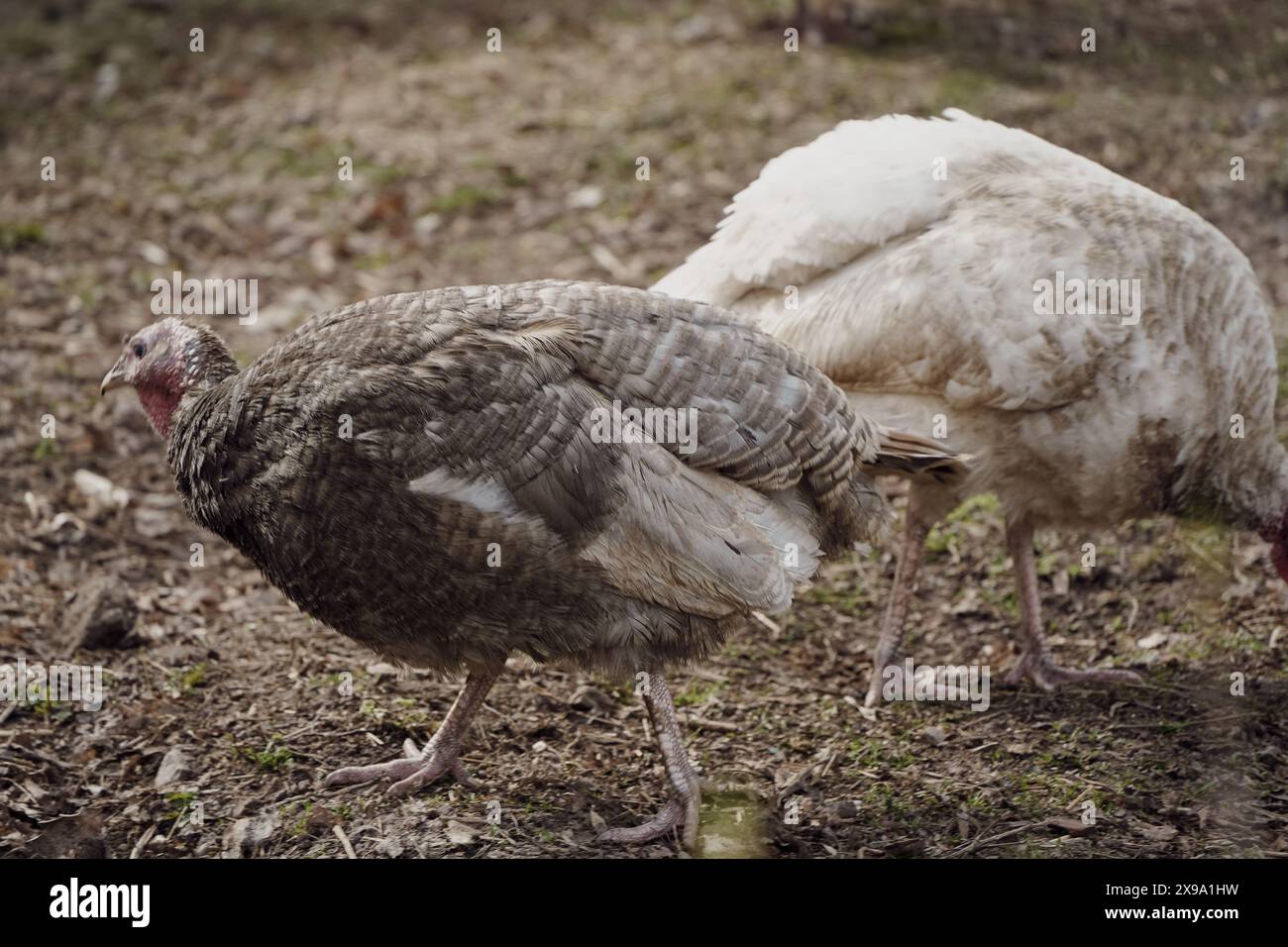 Une dinde en plein plumage. La dinde est cultivée à la ferme. Une dinde vivante dans la cour de la ferme. un groupe de dindes qui paissent Banque D'Images