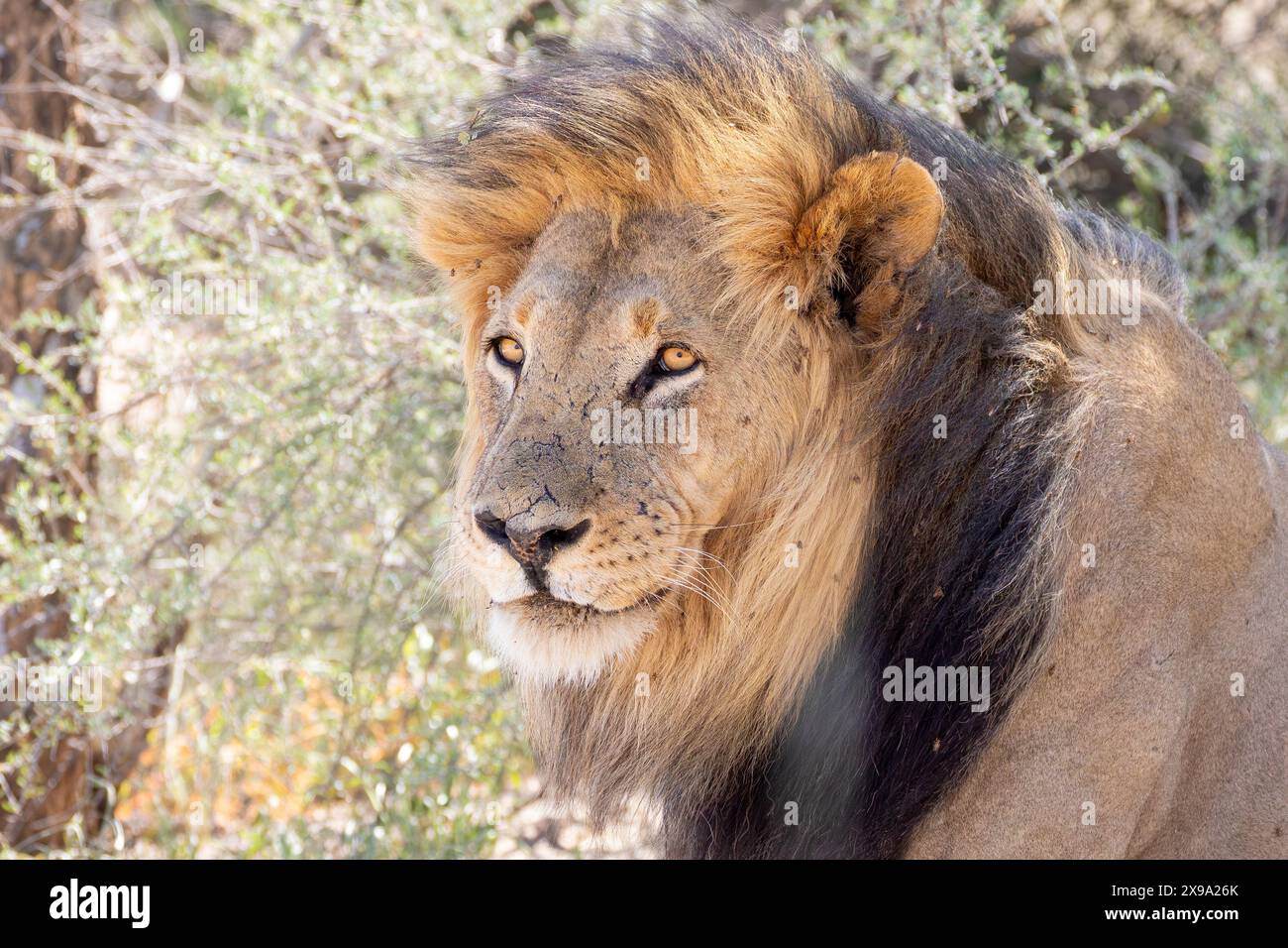 Kalahari Lion ou Black-Maned Lion (Panthera leo) vue de la tête regardant la caméra, Kgalagadi Transfrontier Park, Afrique du Sud Banque D'Images