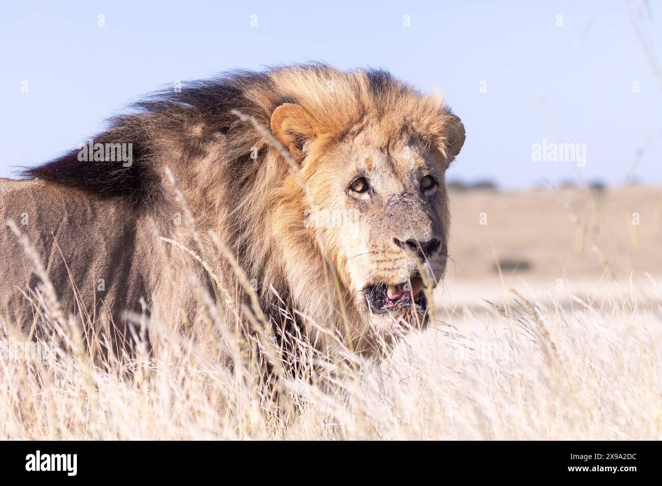 Kalahari Lion ou Black-Maned Lion (Panthera leo) gros mâle dominant abattu dans les prairies, Kalahari, Afrique du Sud Banque D'Images