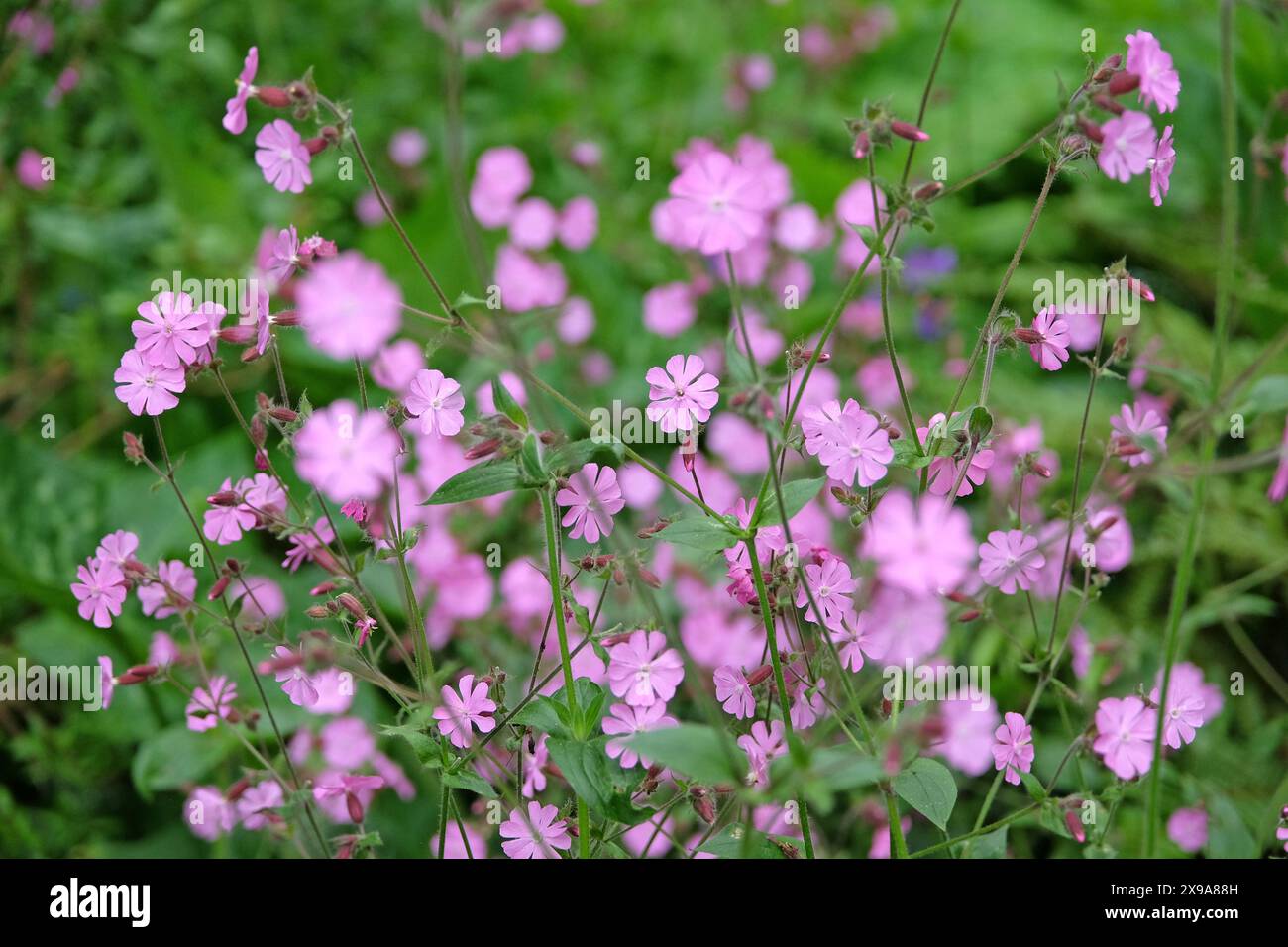 Silene Dioica rose, Campion rouge, en fleur. Banque D'Images