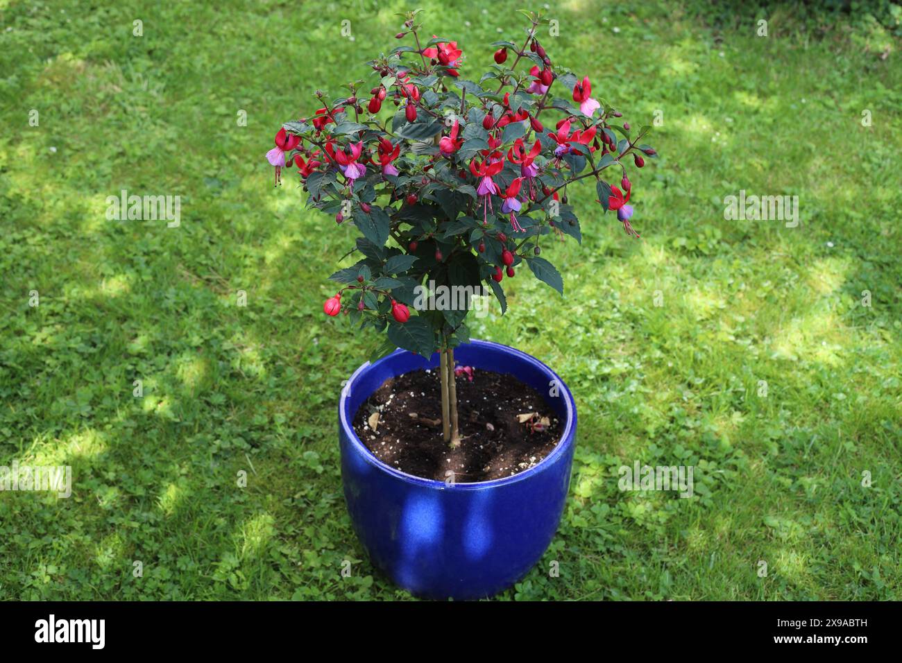 Plan d'un fuchsia en pot fleuri debout sur une pelouse ombragée Banque D'Images