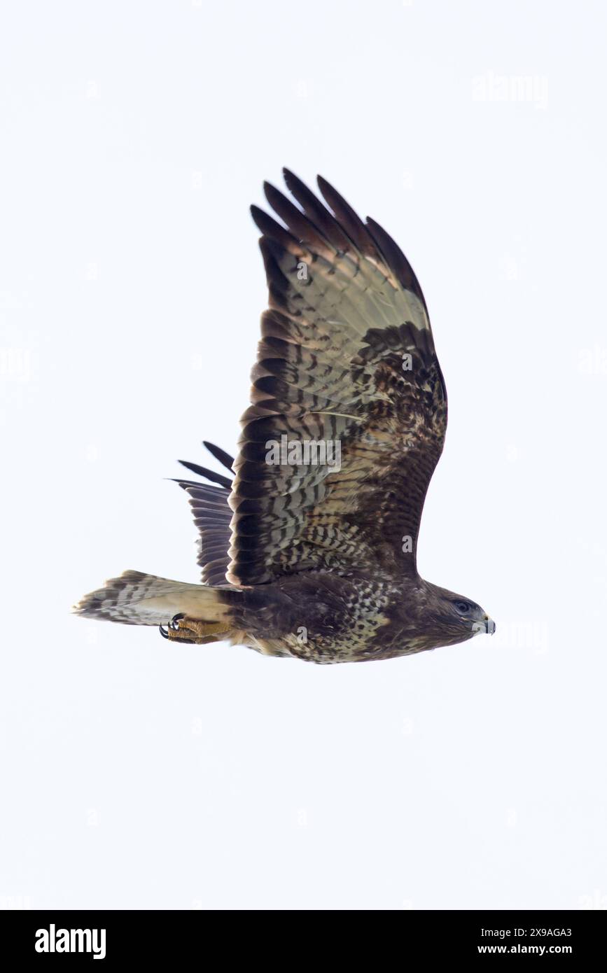 Buzzard commun (Buteo buteo) Norfolk avril 2024 Banque D'Images