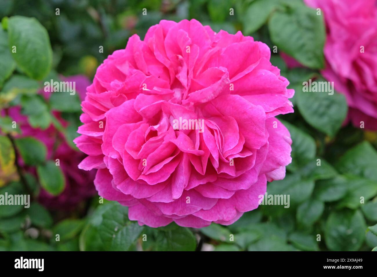 Rose foncé Rose vieille Anglais, Rosa 'Young Lycidas' en fleur. Banque D'Images