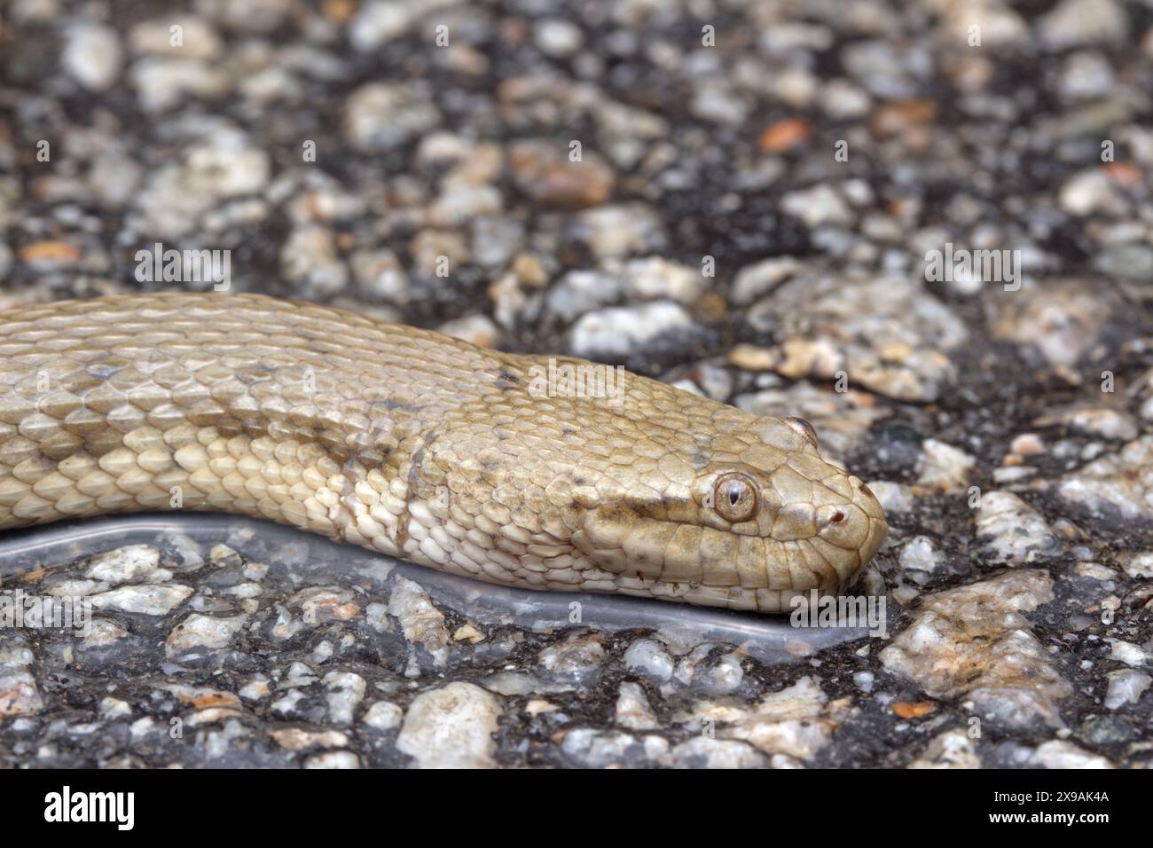 Cerberus schneiderii , Bockadam d'Asie du Sud-est, serpent d'eau en Malaisie. Banque D'Images