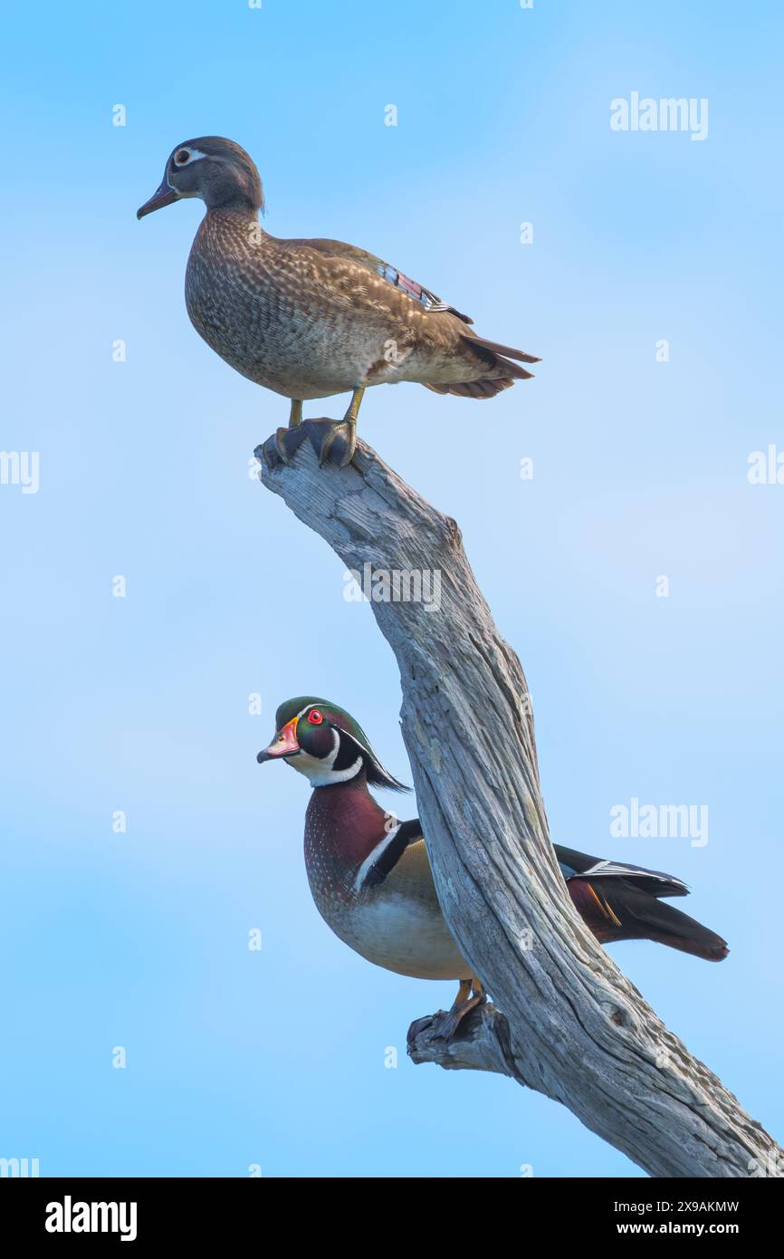 Canards de bois perchés sur un arbre mort Banque D'Images