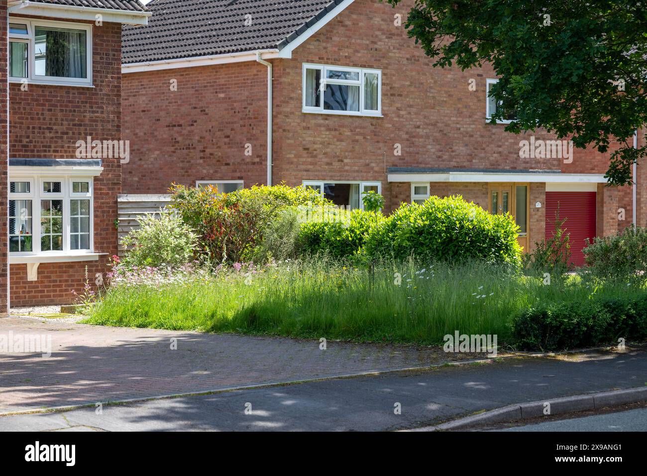 Pelouses à l'extérieur des maisons de banlieue qui ont été laissées dans le cadre du programme no-Mow May. Banque D'Images