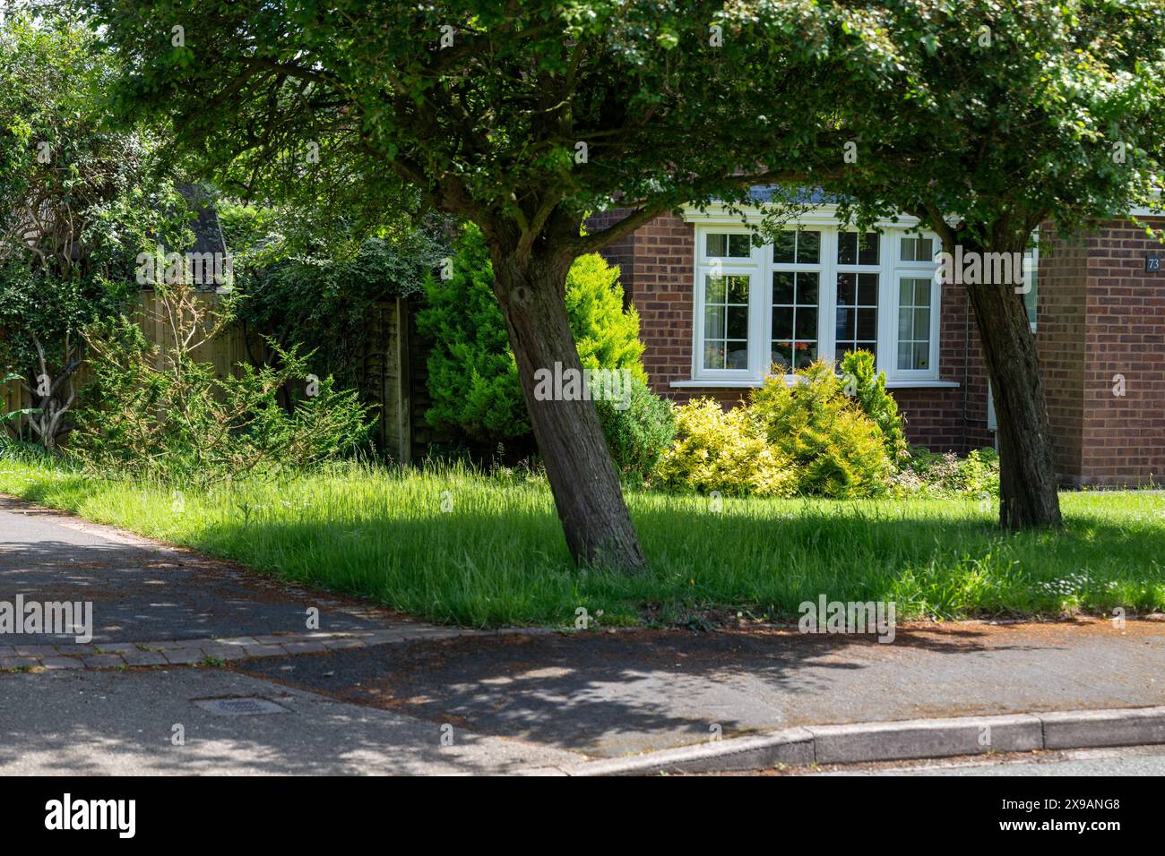 Pelouses à l'extérieur des maisons de banlieue qui ont été laissées dans le cadre du programme no-Mow May. Banque D'Images