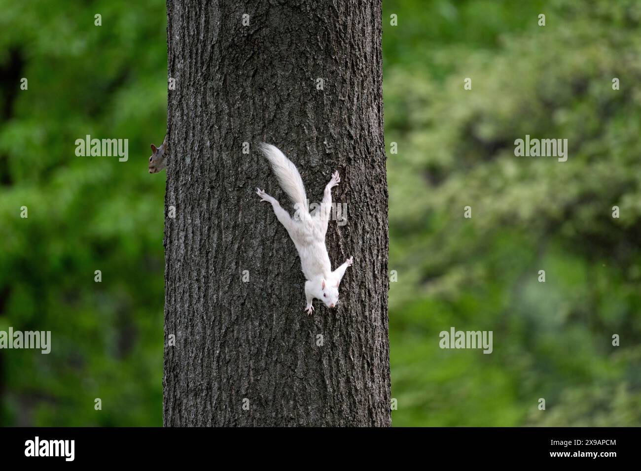 Un écureuil gris albinos de l'est sur le flanc d'un arbre dans le parc de la ville à Olney, Illinois. La ville est connue pour sa population d'écureuils blancs. Banque D'Images