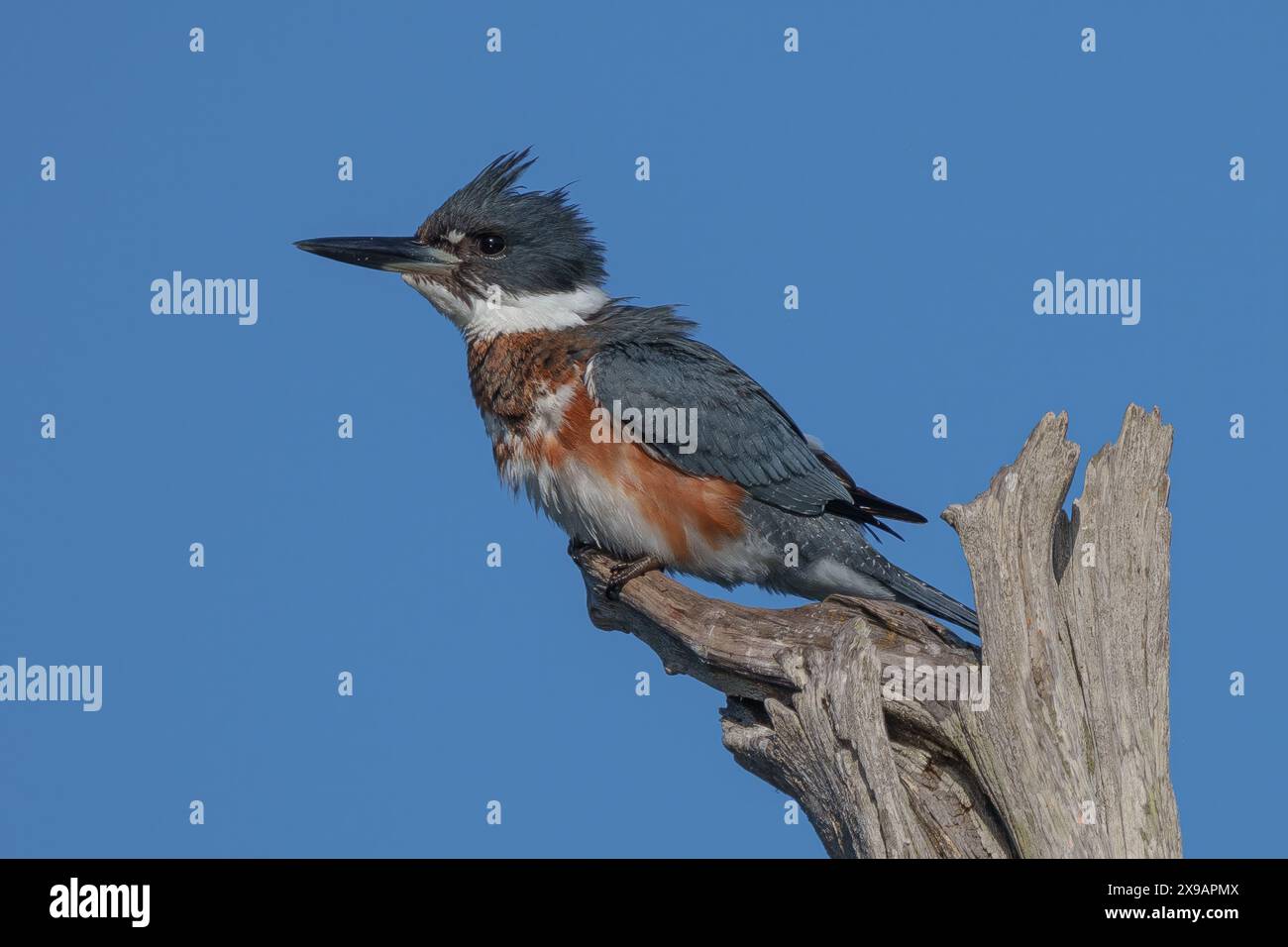 Femelle Kingfisher ceinturé Banque D'Images