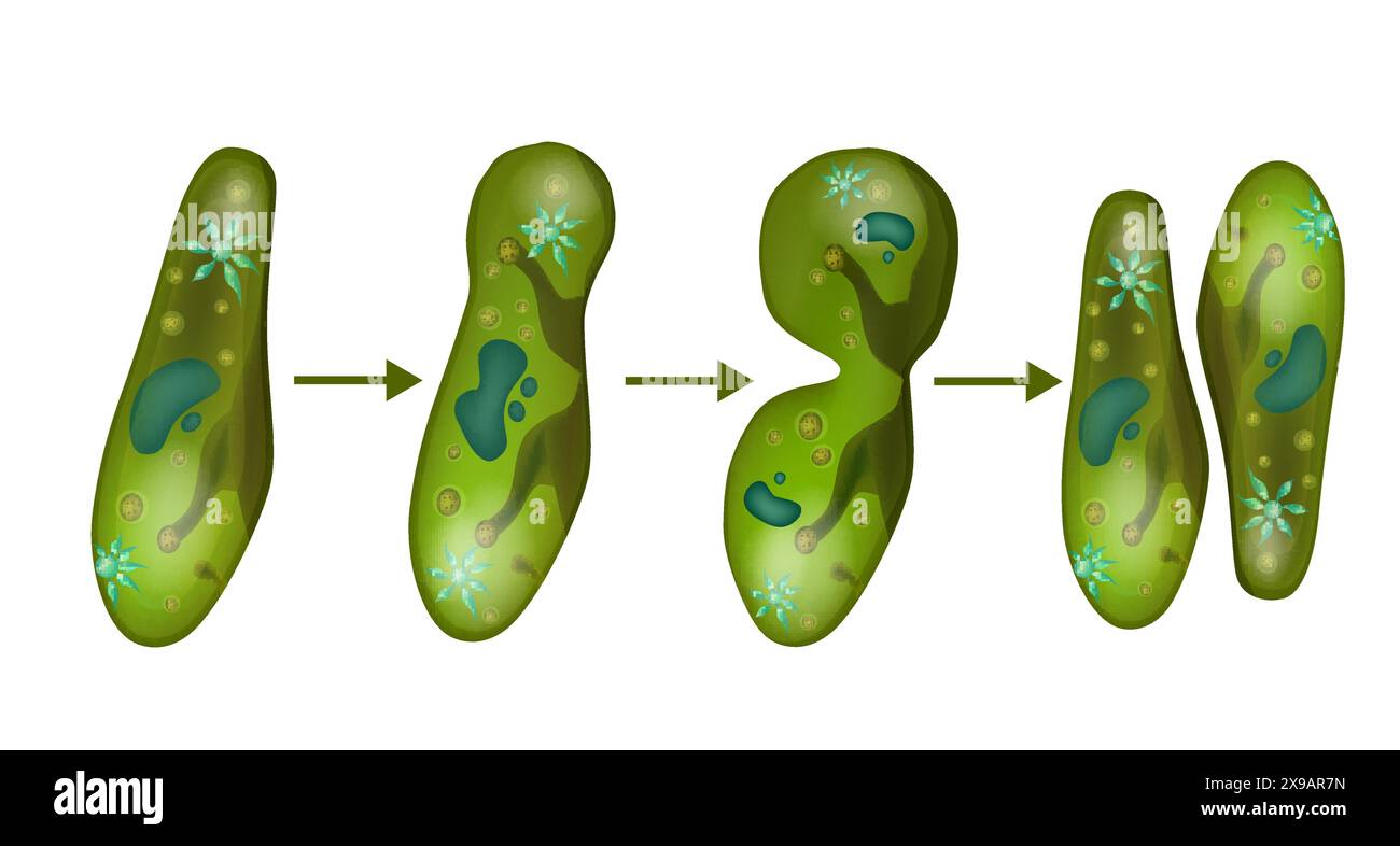 Division cellulaire de paramécie de microbes. Reproduction chez Paramecium. Illustration de Vecteur
