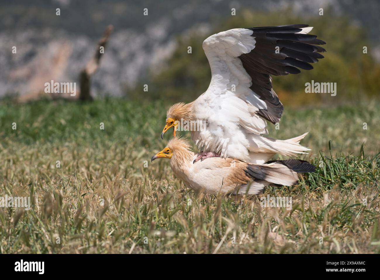Vautours égyptiens (Neophron perenopterus), couple d'accouplement Banque D'Images