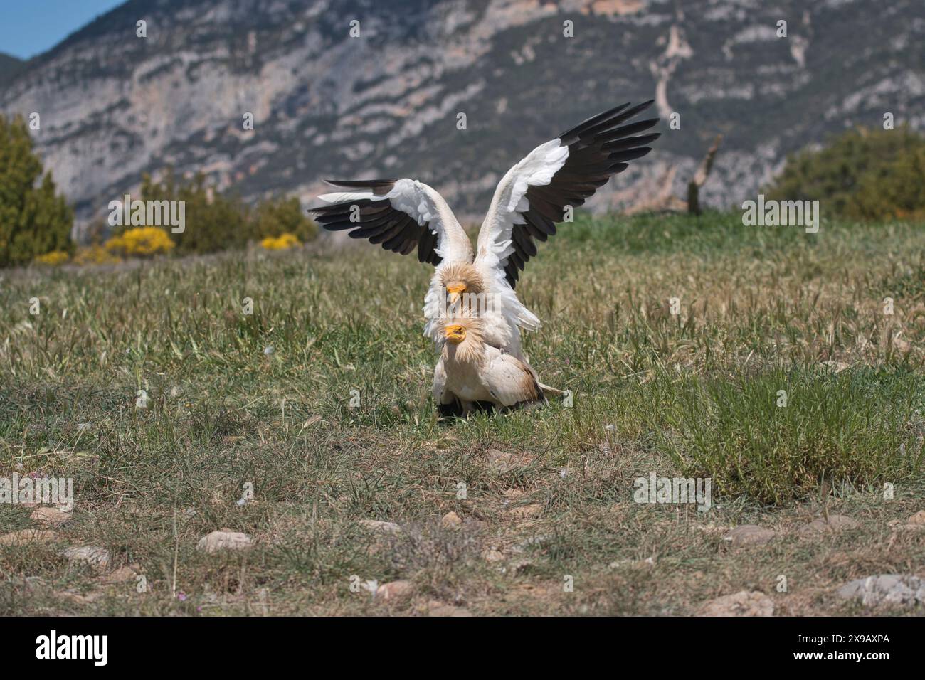 Vautours égyptiens (Neophron perenopterus), couple d'accouplement Banque D'Images