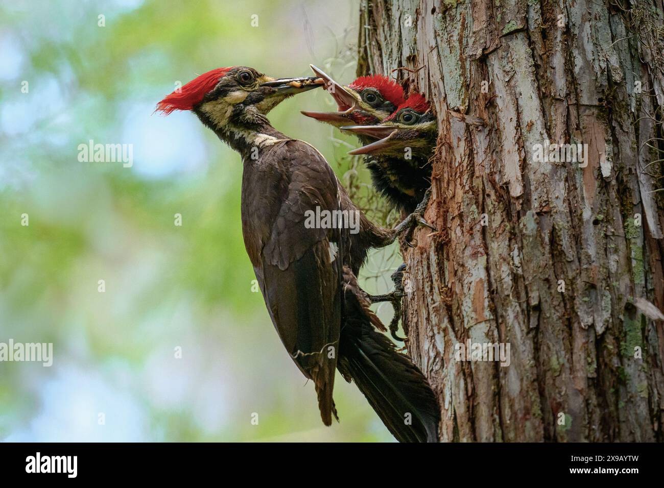 Mère Pileated Woodpecker nourrissant ses poussins Banque D'Images