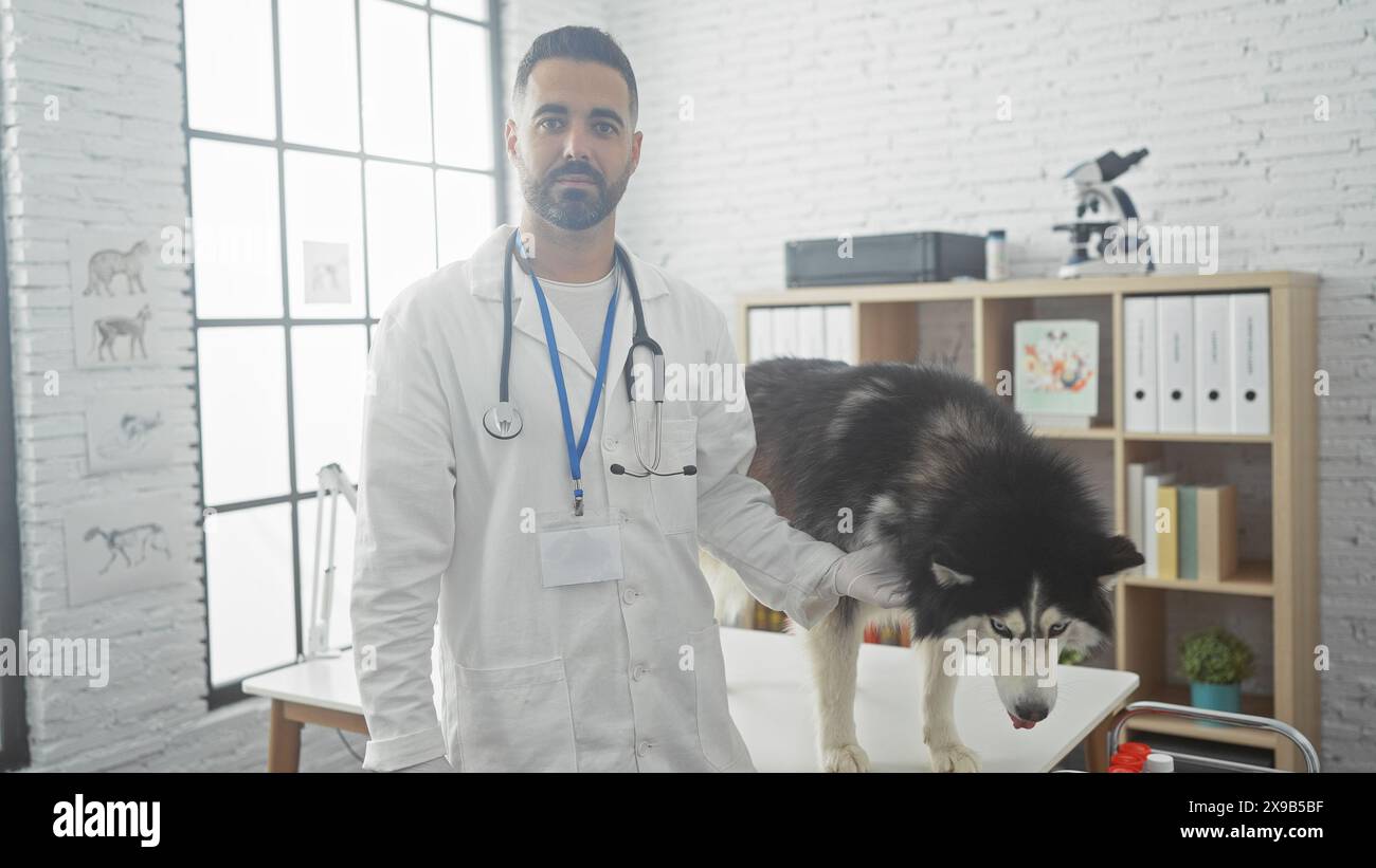Beau vétérinaire hispanique en clinique examinant un Husky à l'intérieur. Banque D'Images