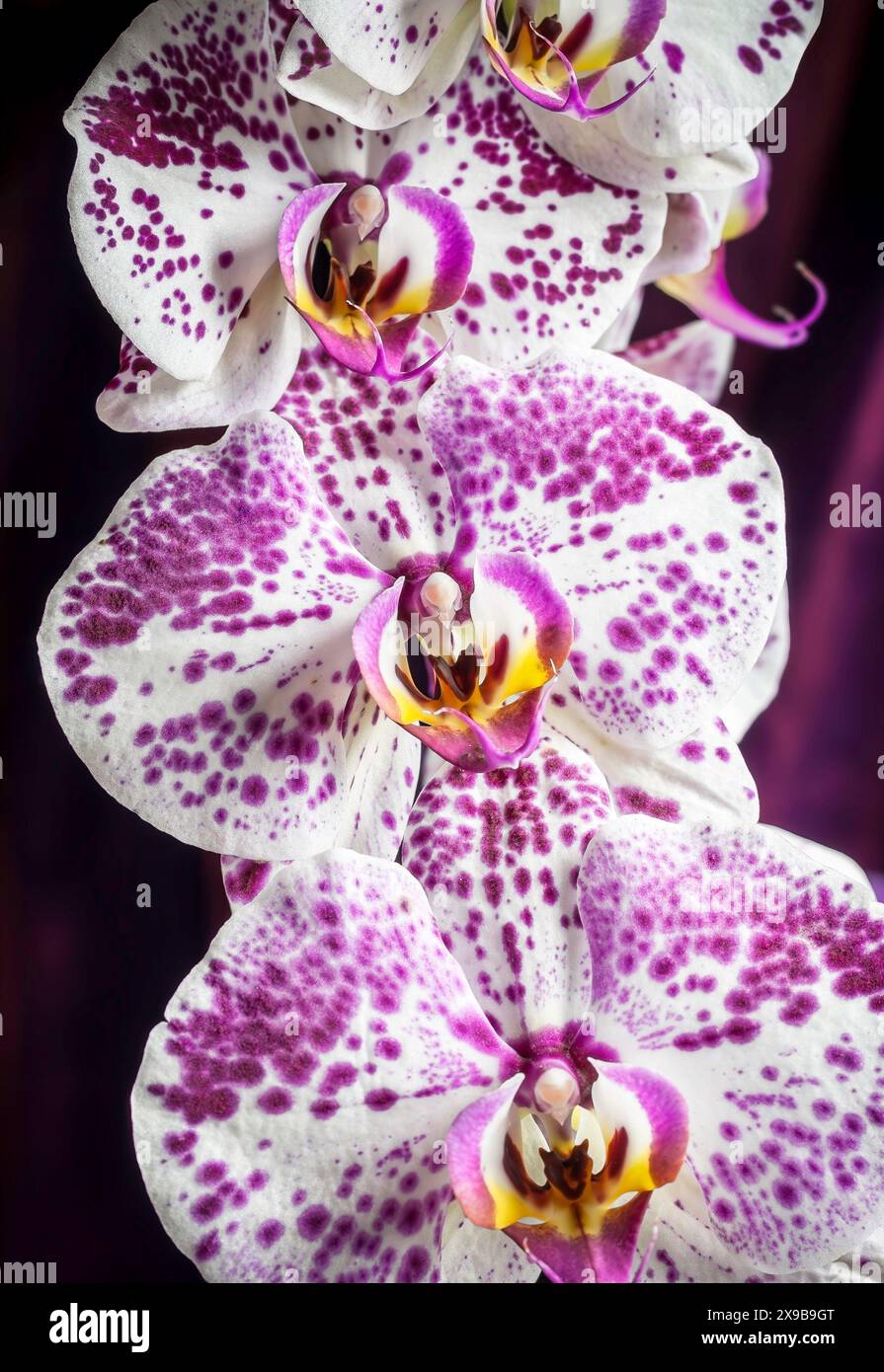 Orchidées de lune rose et blanche Banque D'Images