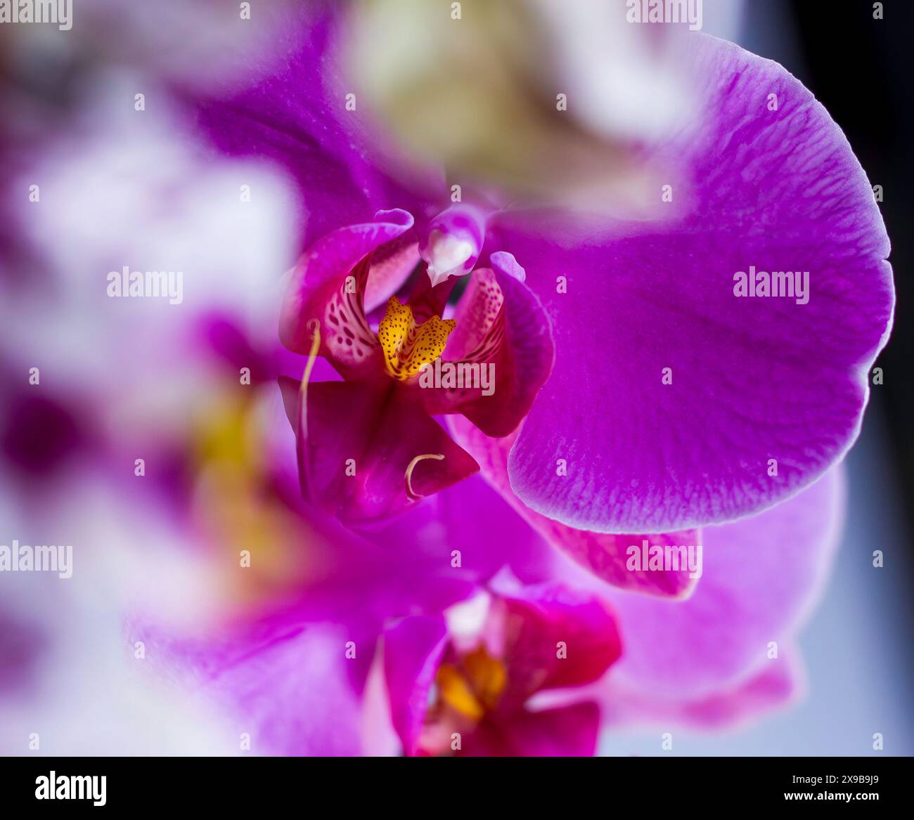 Orchidées de lune rose et blanche Banque D'Images